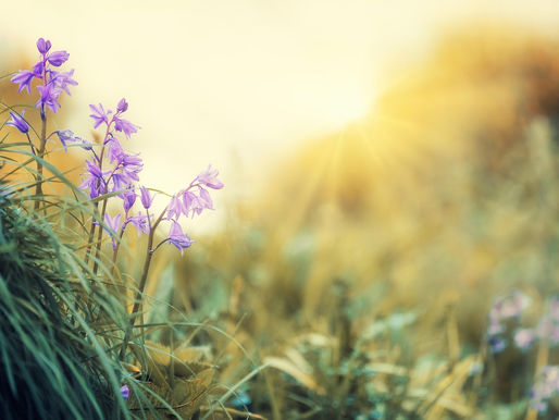 Spring into Relaxation at Saddlers B&B 🌼